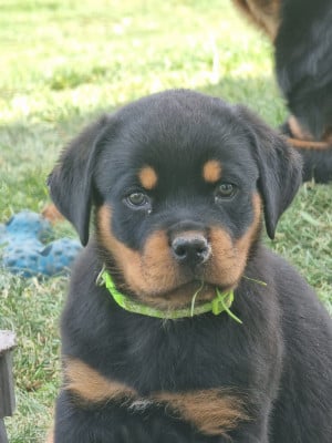 Les chiots de Rottweiler