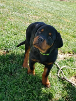 Les chiots de Rottweiler
