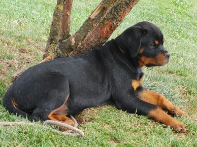 Les chiots de Rottweiler
