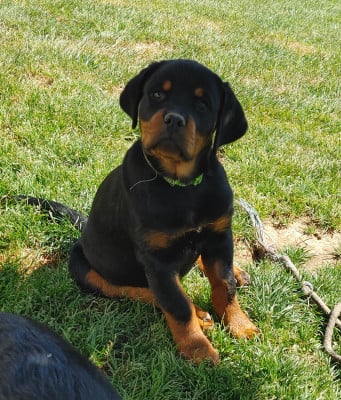 Les chiots de Rottweiler
