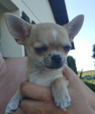 Les chiots de Chihuahua
