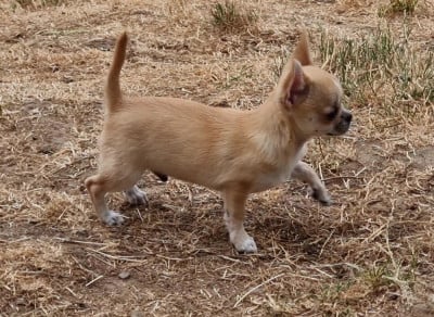 Les chiots de Chihuahua
