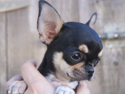 Les chiots de Chihuahua