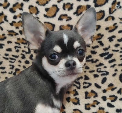 Les chiots de Chihuahua