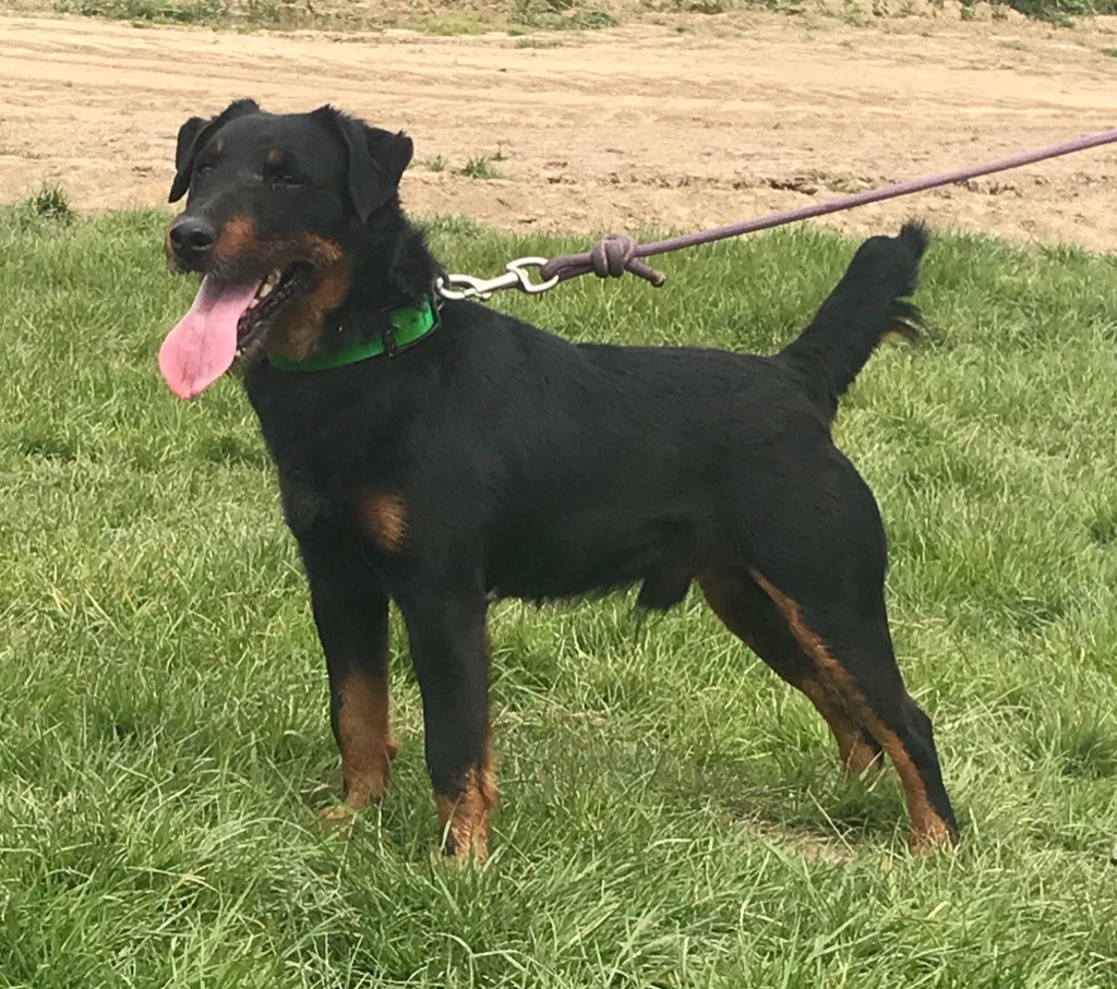 Publication : Des Vergers Lecqueraye