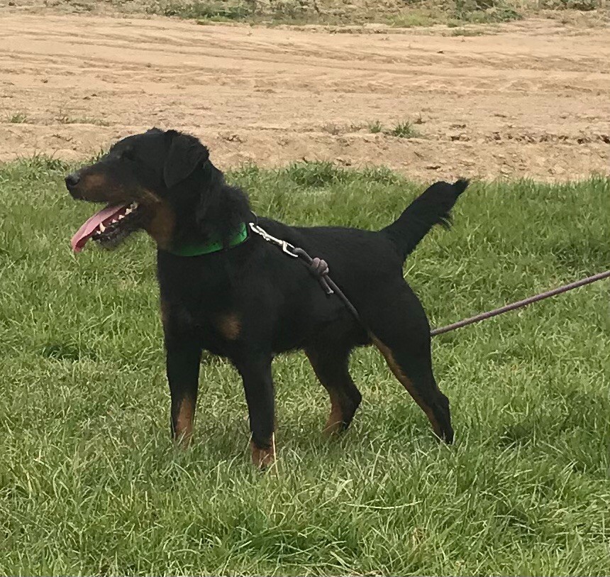 Publication : Des Vergers Lecqueraye