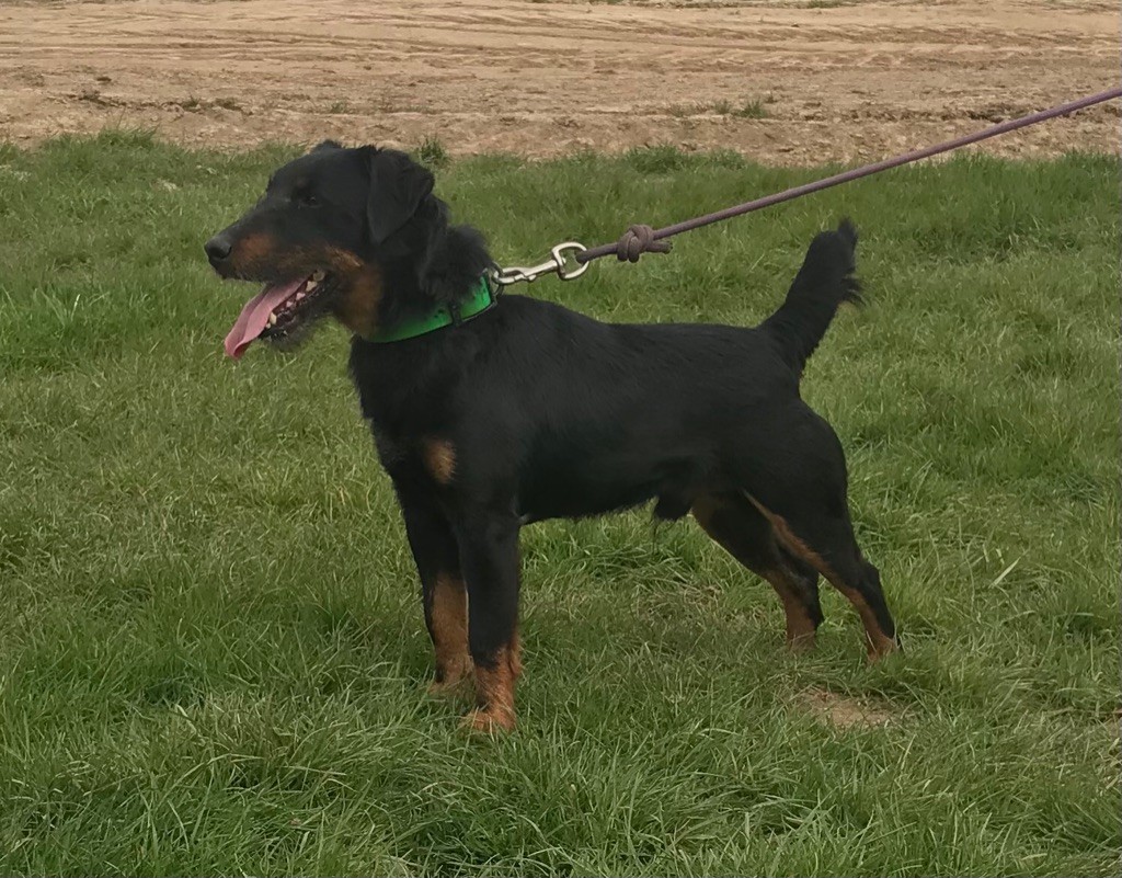 Publication : Des Vergers Lecqueraye