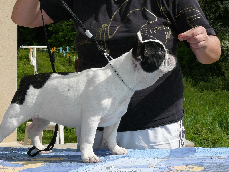 Publication : des dobs d'arnoline Auteur : Demonchy