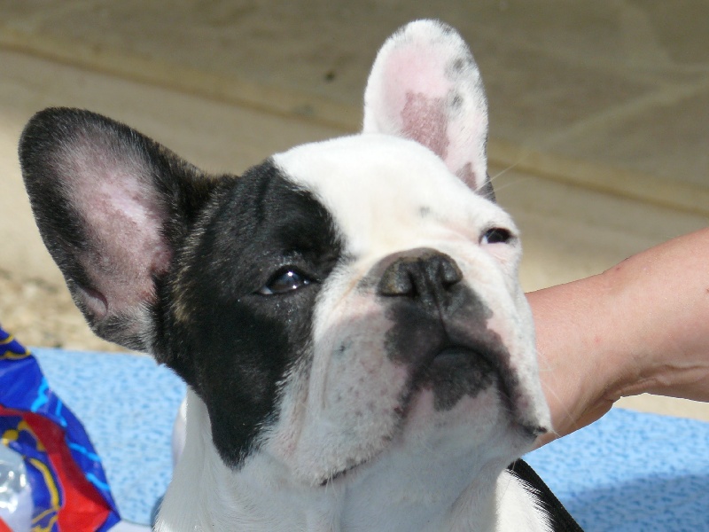 Publication : des dobs d'arnoline Auteur : Demonchy