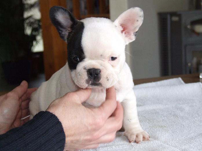 Publication : des dobs d'arnoline Auteur : Demonchy