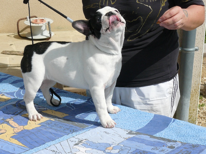 Publication : des dobs d'arnoline Auteur : Demonchy