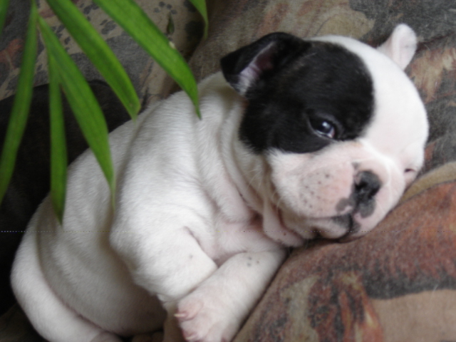 Publication : des dobs d'arnoline Auteur : Demonchy