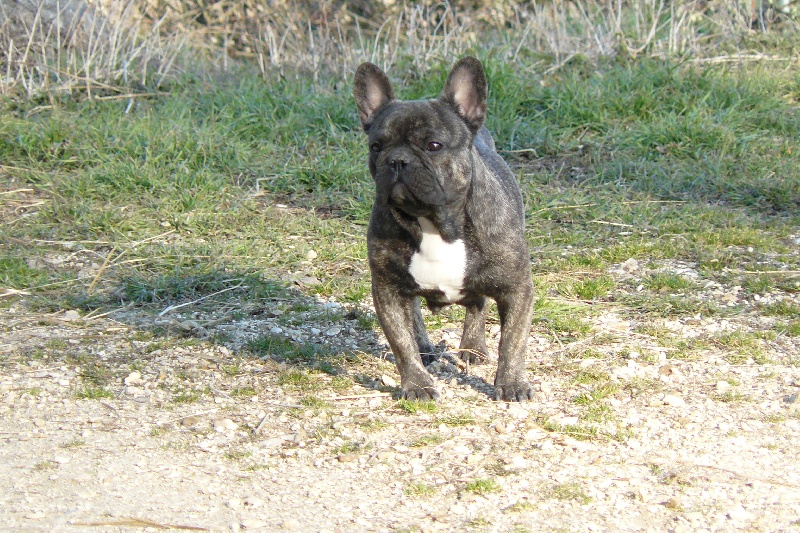 Publication : des dobs d'arnoline Auteur : N.Demonchy