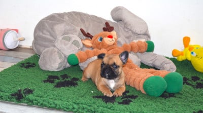 Les chiots de Bouledogue français