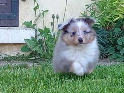 Les chiots de Shetland Sheepdog