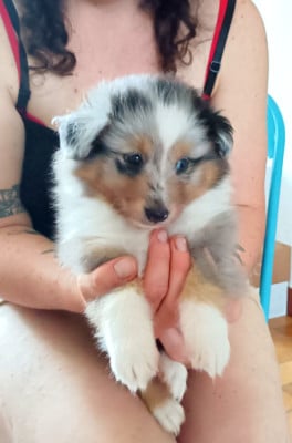Les chiots de Shetland Sheepdog