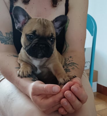 Les chiots de Bouledogue français