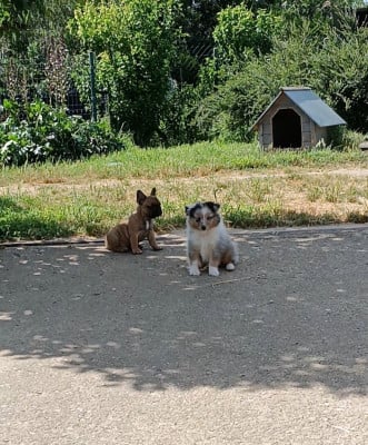 Les chiots de Shetland Sheepdog