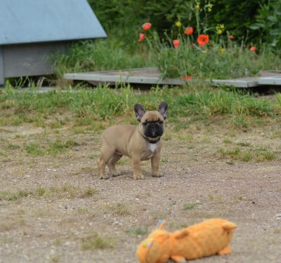 Les chiots de Bouledogue français