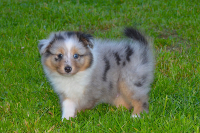 Les chiots de Shetland Sheepdog