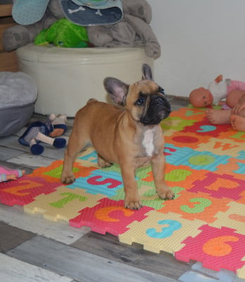 Les chiots de Bouledogue français