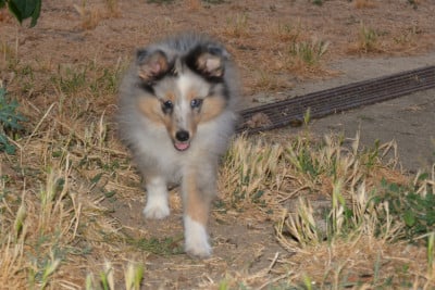 Les chiots de Shetland Sheepdog