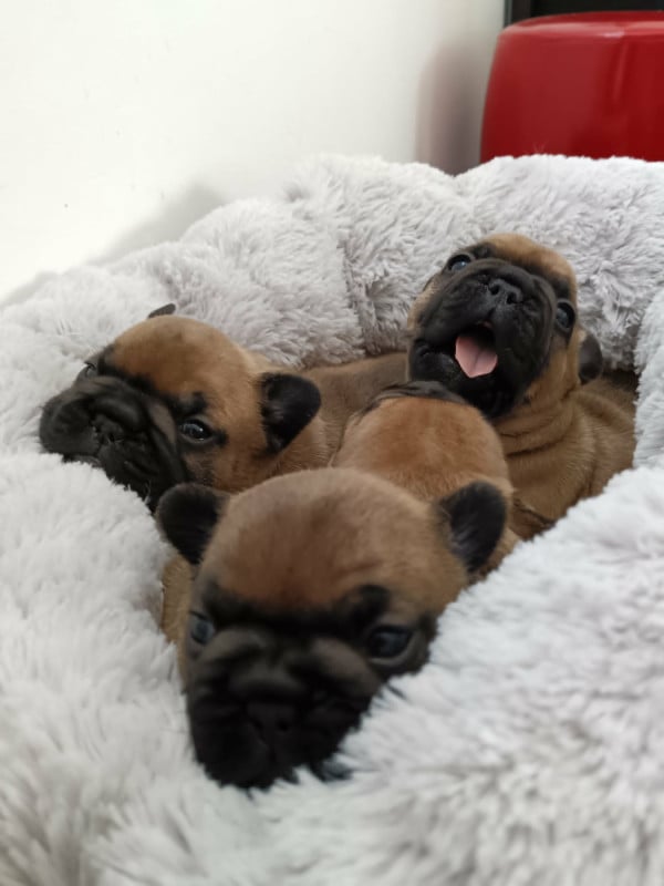 Bouledogue français - des dobs d'arnoline