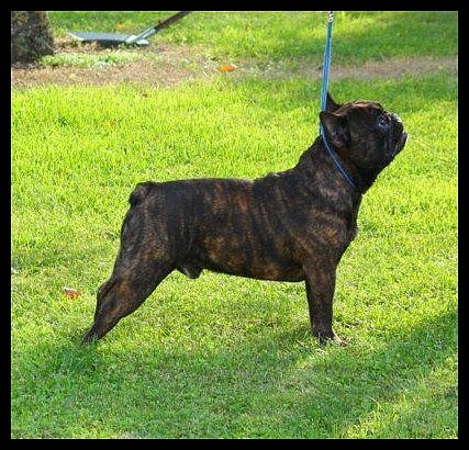 Gearrodd des dobs d'arnoline - 2ème excellent classe jeune