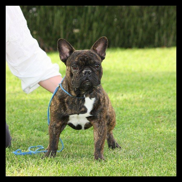 Gearrodd des dobs d'arnoline - 3ème EXCELLENT classe ouverte