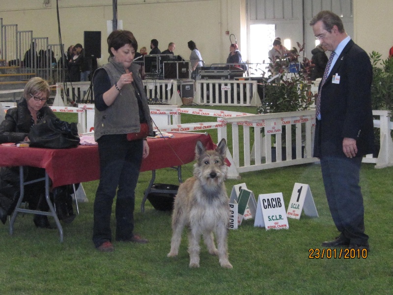CH. Erka de la jassette du cap del mas - 1EXC/MEILLEUR JEUNE/MEILLEUR DE RACE