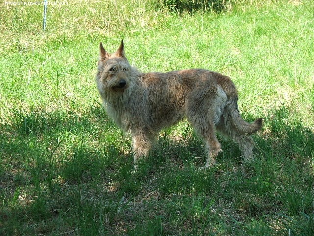 Nutsie De la garenne de l'orme - CACIB/CACS/1EXC/MEILLEUR DE RACE
