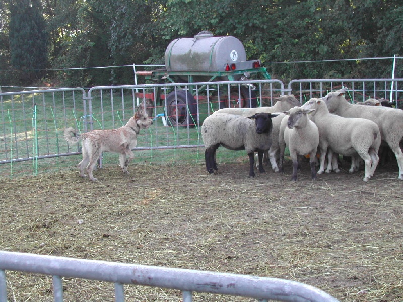 CH. Erka de la jassette du cap del mas - TRES PROMETTEUR/MEILLEUR PUPPY/CANT