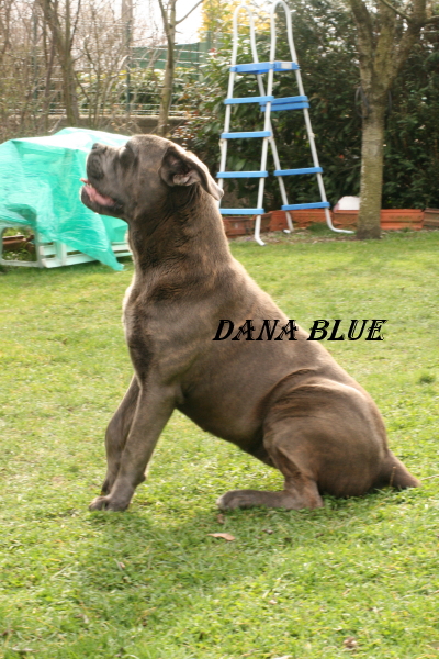 Dana blue (Sans Affixe)