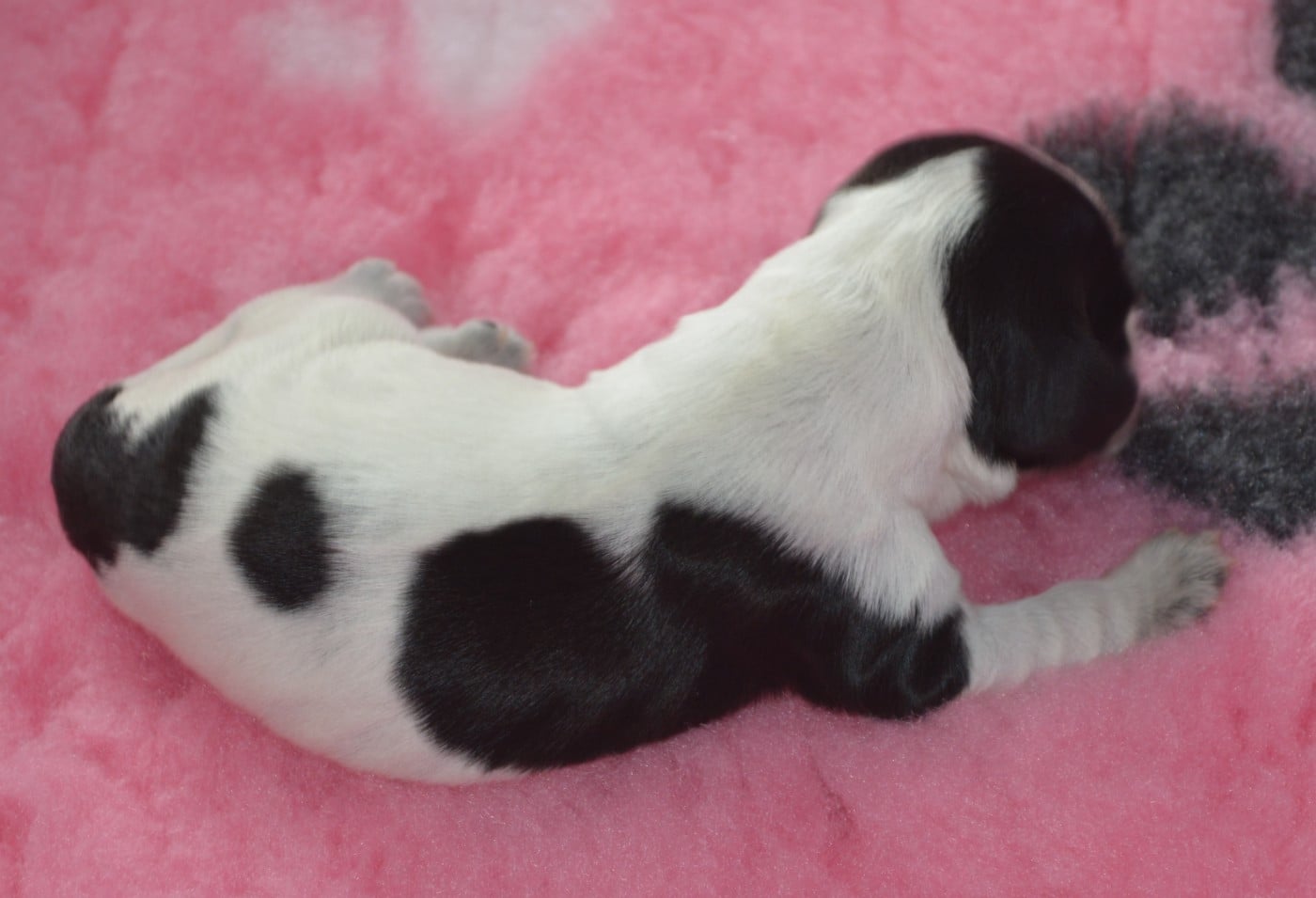 CHIOT 1 - Cocker Spaniel Anglais