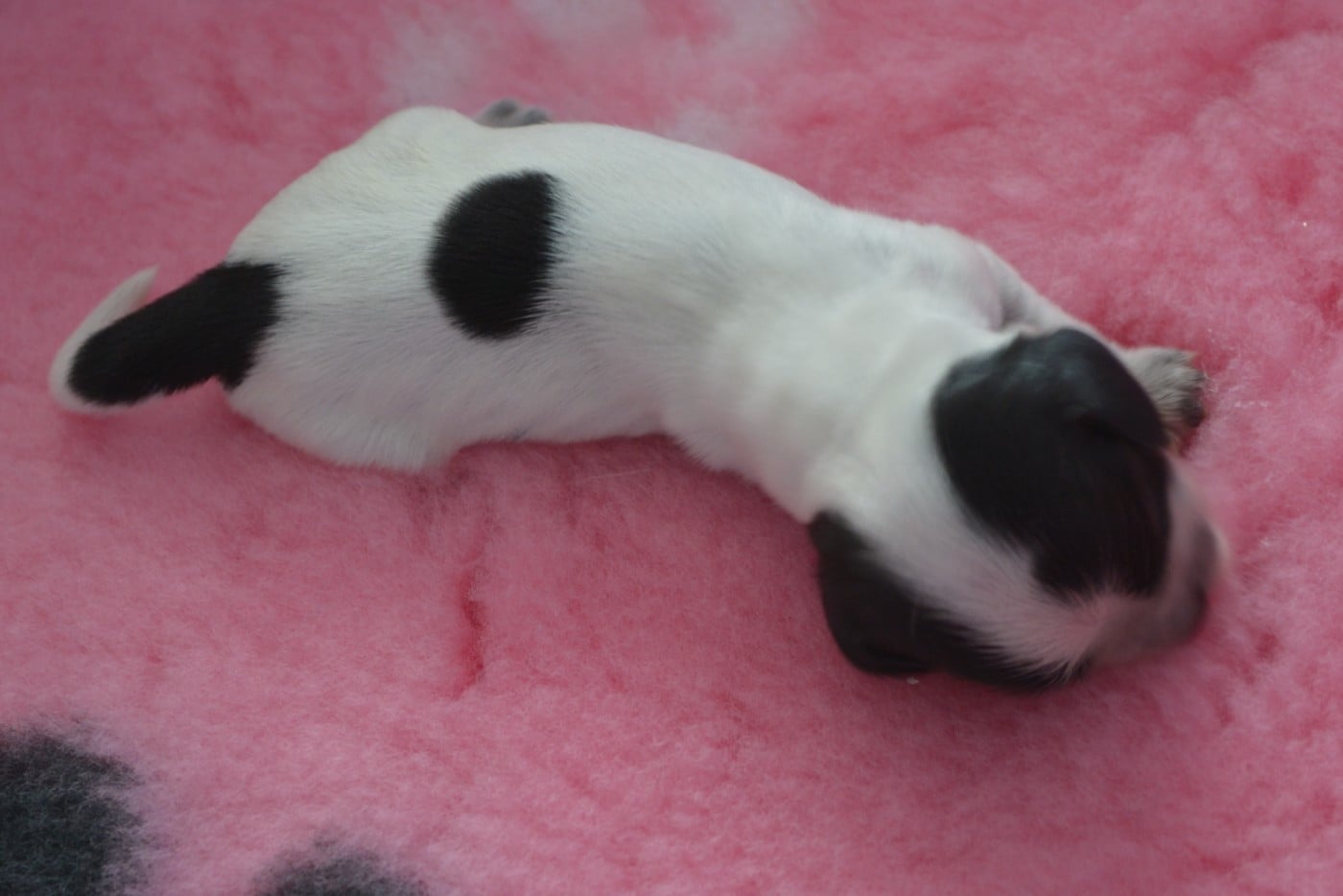 CHIOT 3 - Cocker Spaniel Anglais