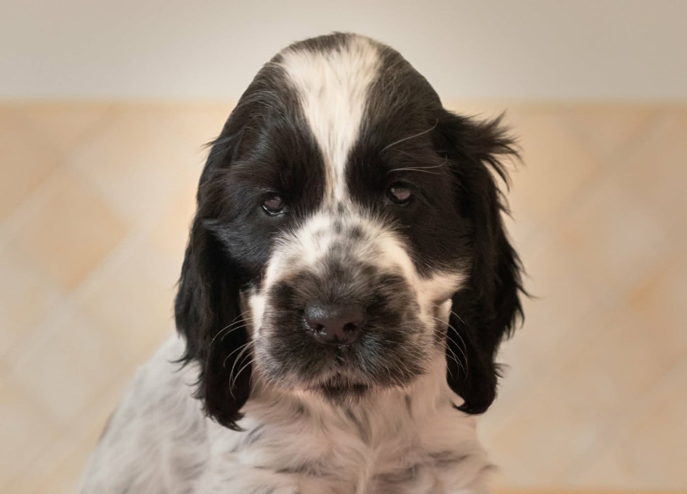 Cocker Spaniel Anglais - du charme aux loups