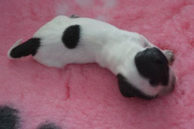Les chiots de Cocker Spaniel Anglais