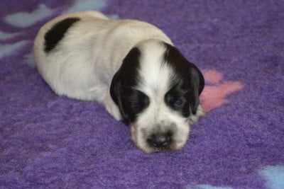 Les chiots de Cocker Spaniel Anglais