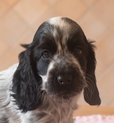 Les chiots de Cocker Spaniel Anglais