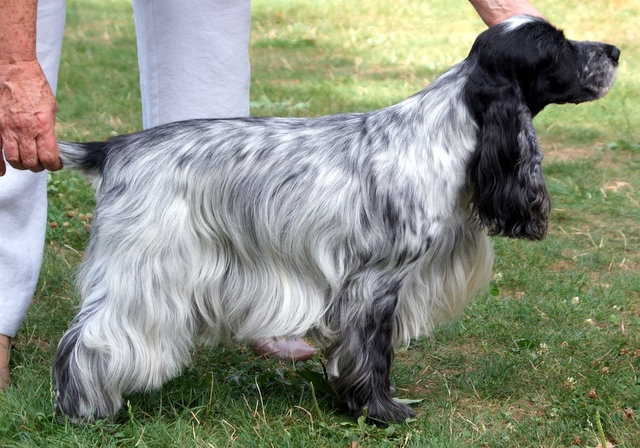 TR. CH. Savannah gala girl du charme aux loups - Classe vétéran, 1er excellent et meilleur vétéran 11 ans