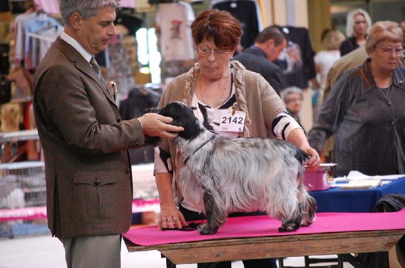 TR. CH. Savannah gala girl du charme aux loups - CVF. 1er excellent