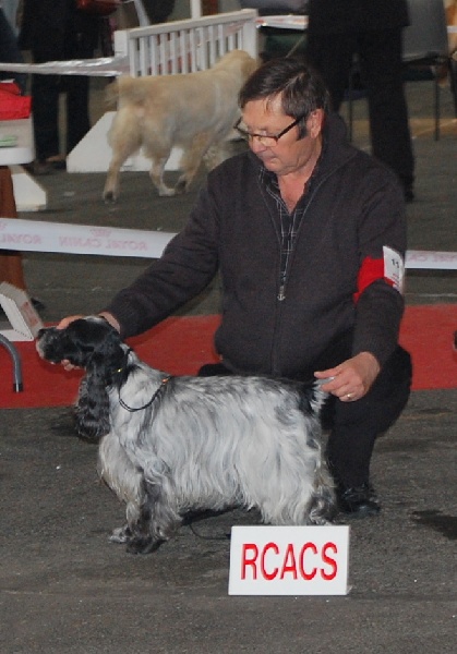 TR. CH. Savannah gala girl du charme aux loups - Classe travail femelle. 1er Excellent RCACS