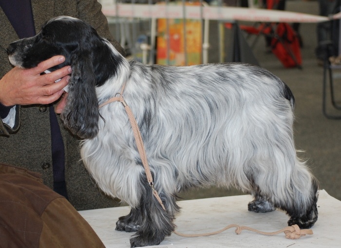 TR. CH. Savannah gala girl du charme aux loups - 1er Excellent classe véteran (11ans)