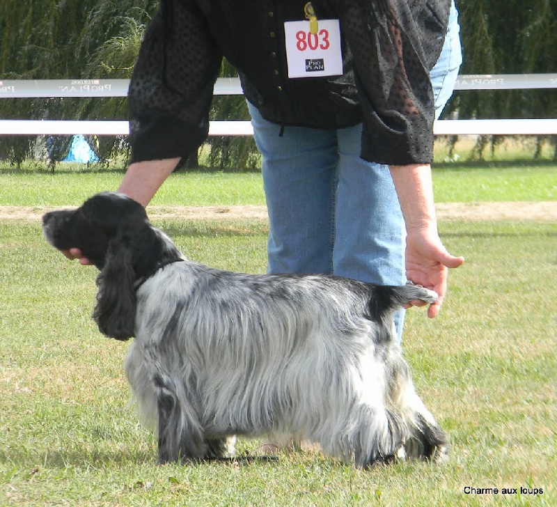 TR. CH. Savannah gala girl du charme aux loups - Classe vétéran 1er Excellent Meilleur Vétéran 11ans1/2