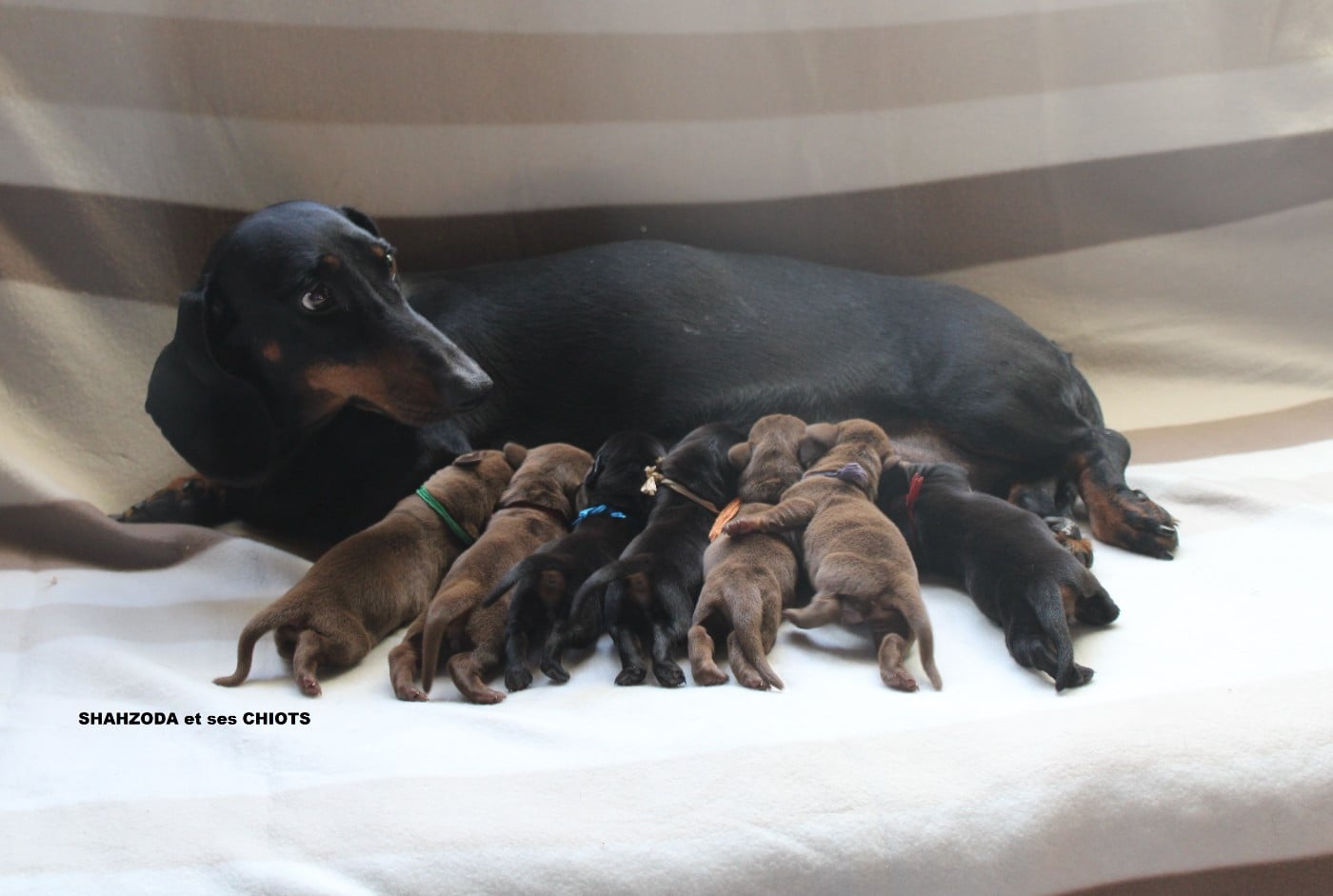 Teckel poil ras - des bords d'avene