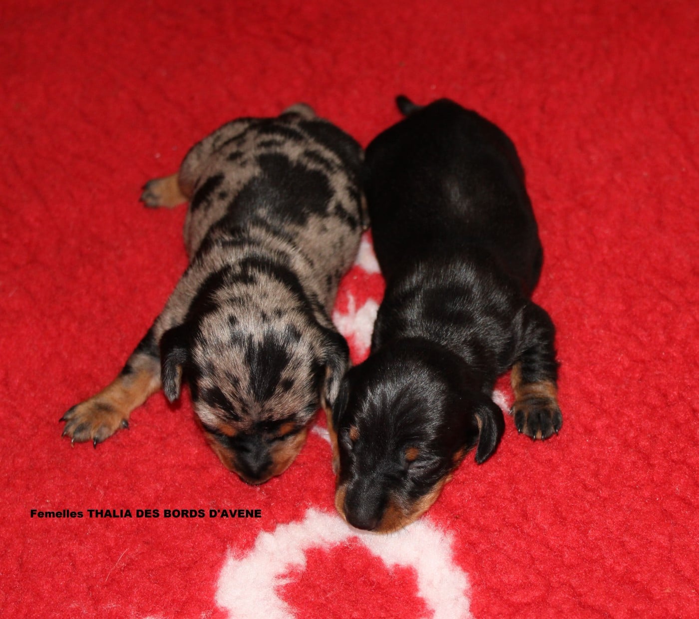 CHIOT 5 - Teckel poil ras