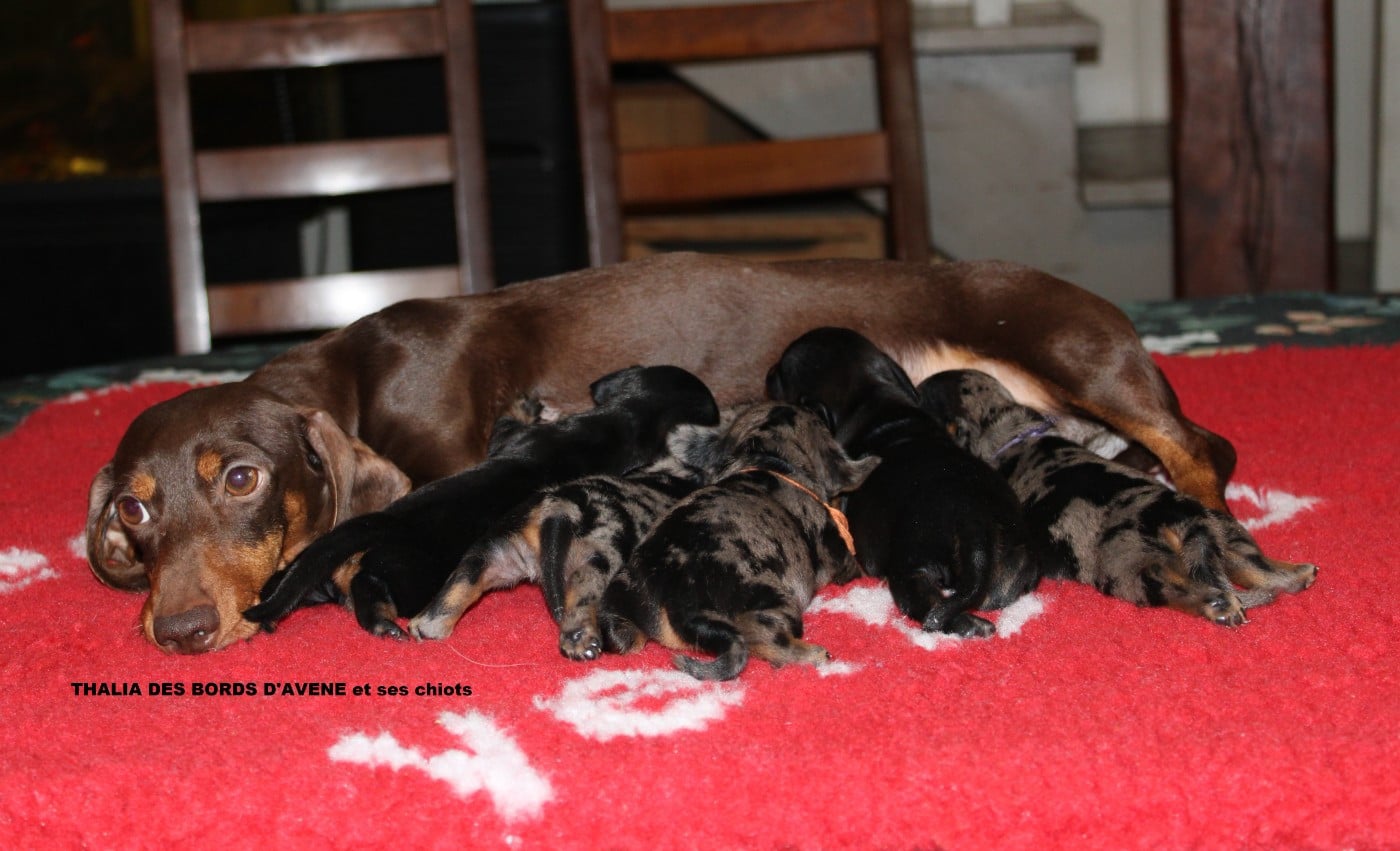Teckel poil ras - des bords d'avene