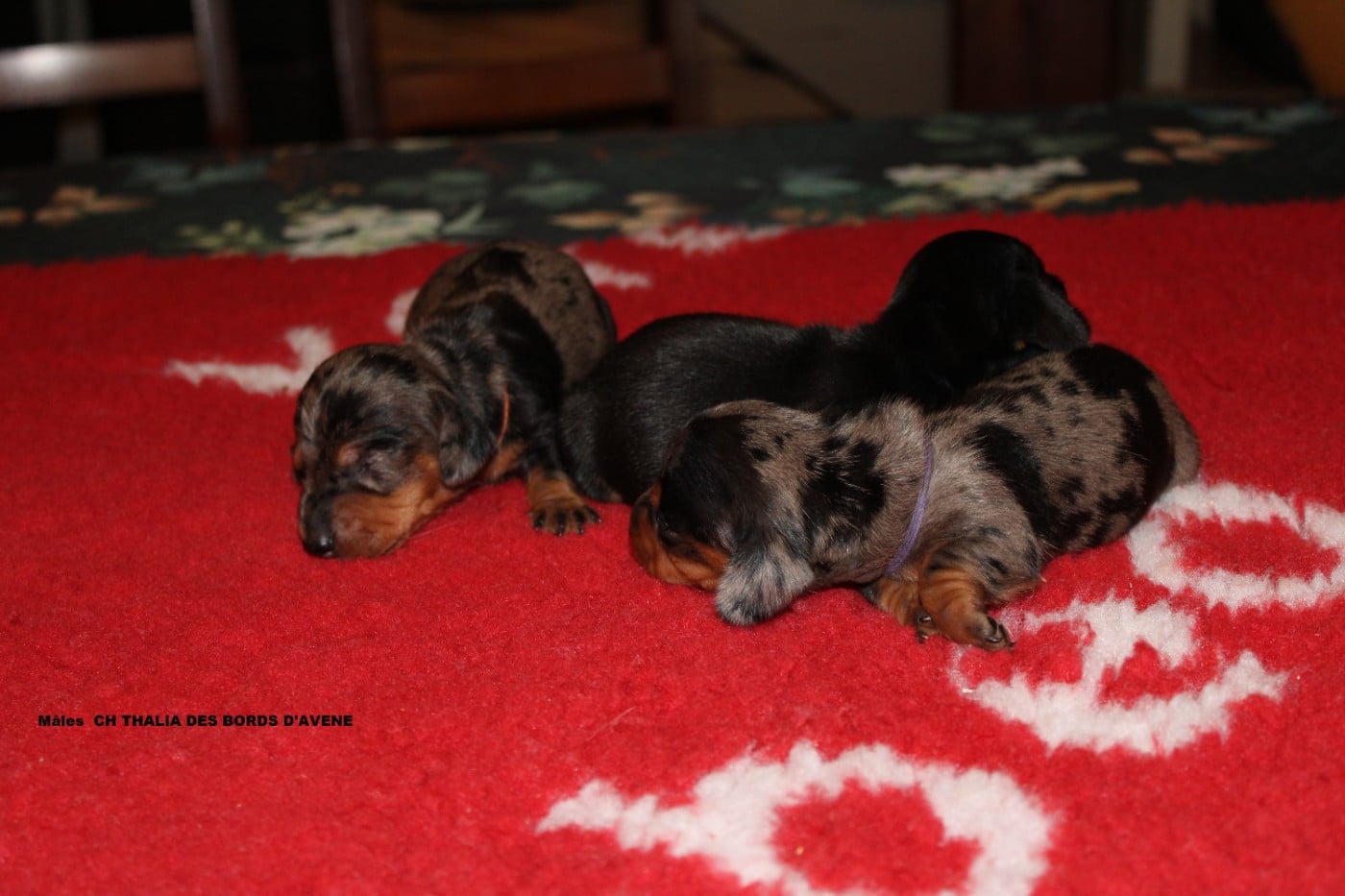 COLLIER MAUVE - Teckel poil ras