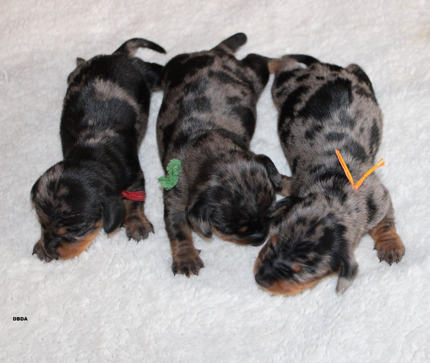 Chiot N°4 - Teckel poil ras