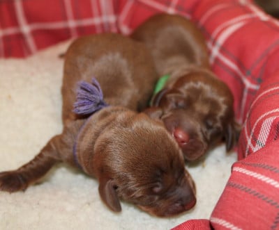 Les chiots de Teckel poil ras